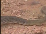 Animaux du desert : reptiles et cobras