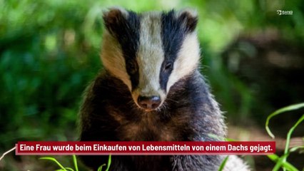 Frau von Dachs terrorisiert