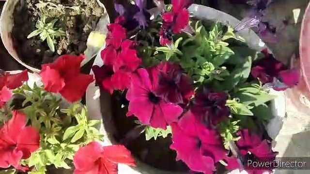 Bougainvillea flowering tips Bougainvillea fertilizer n care tips Bougainvillea Plant Care Tips How to grow and Care Bougainvillea Flowers Plants @NDLovelyGarden @Bableejha #NDLovelyGarden