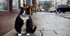 Ce chat obèse polonais est devenu l'attraction touristique la mieux notée de sa ville