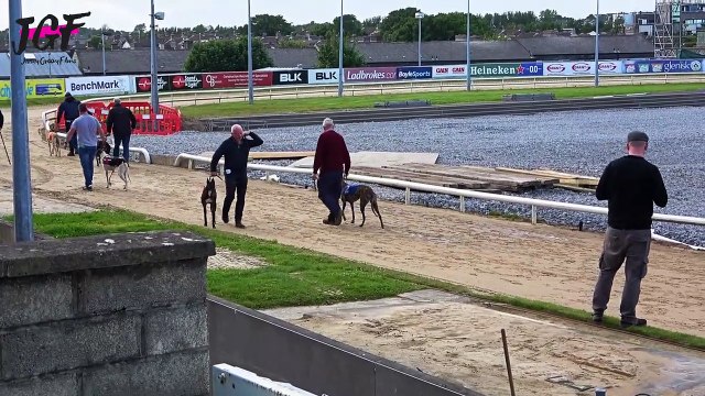 The dogs - Greyhound racing - Fastest Dogs Racing || Dogs Day