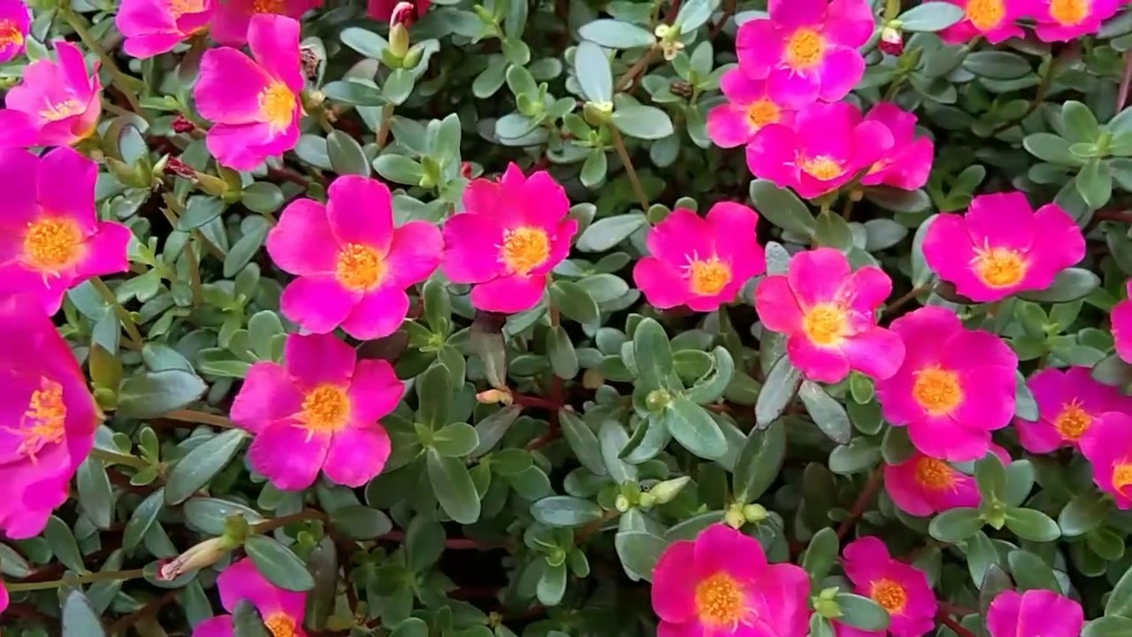 Purslane plant in different places || How to grow Purslane