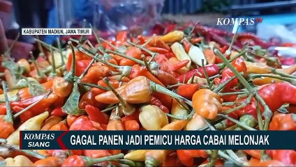 Gagal Panen Pemicu Harga Cabai Melonjak Hingga Rp 50 Ribu per Kilogram!