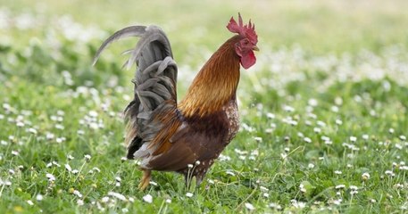 Menacé de mort par un voisin à cause de son chant, le coq Saturnin est finalement sauvé