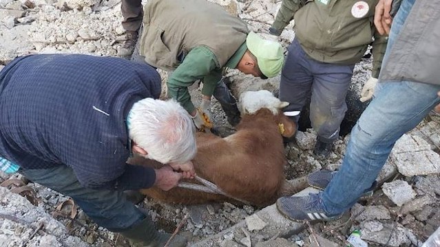 Çöken ahırdaki büyükbaş hayvan 15 gün sonra kurtarıldı