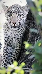 A YOUNG LEOPARD CUB WATCHING A COUPLE OF HYENAS FROM THE SAFETY OF A TREE