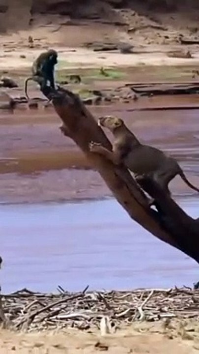 Lion Hunting A Baboon