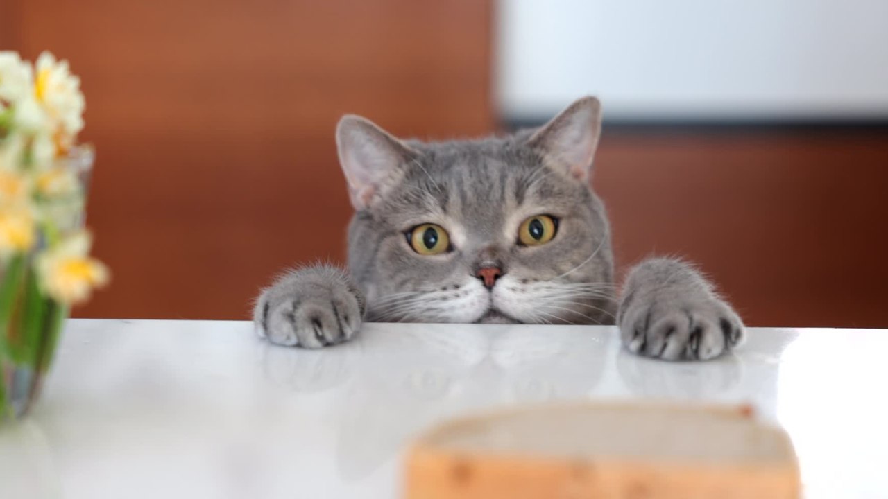 Pourquoi certains chats vivent moins longtemps que d'autres