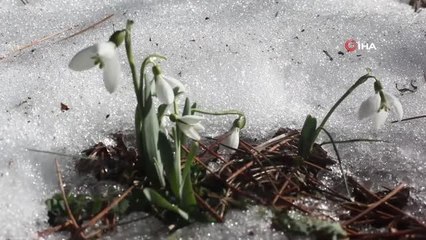 Bu çiçeği koparmanın cezası 244 bin 315 TL