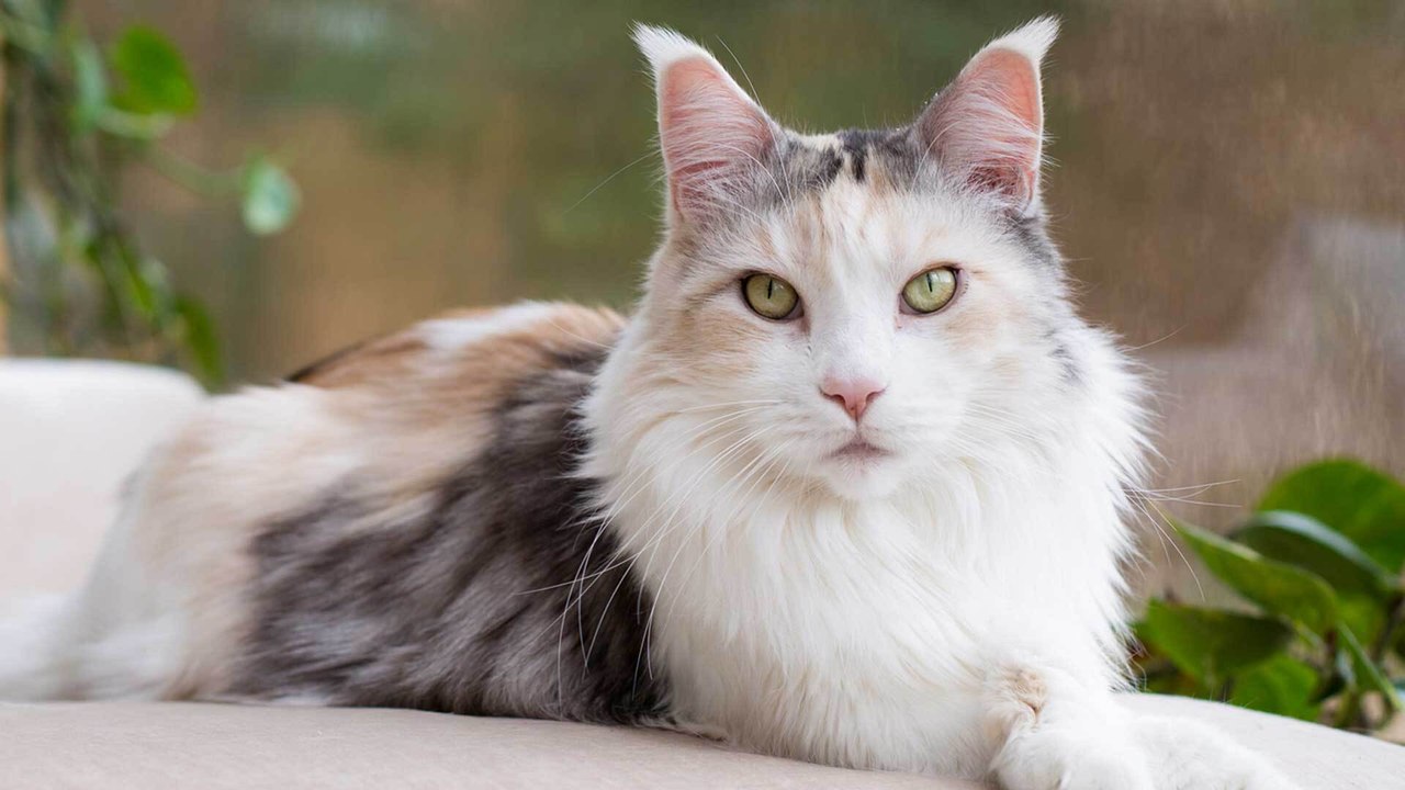 Wie alt werden Katzen?