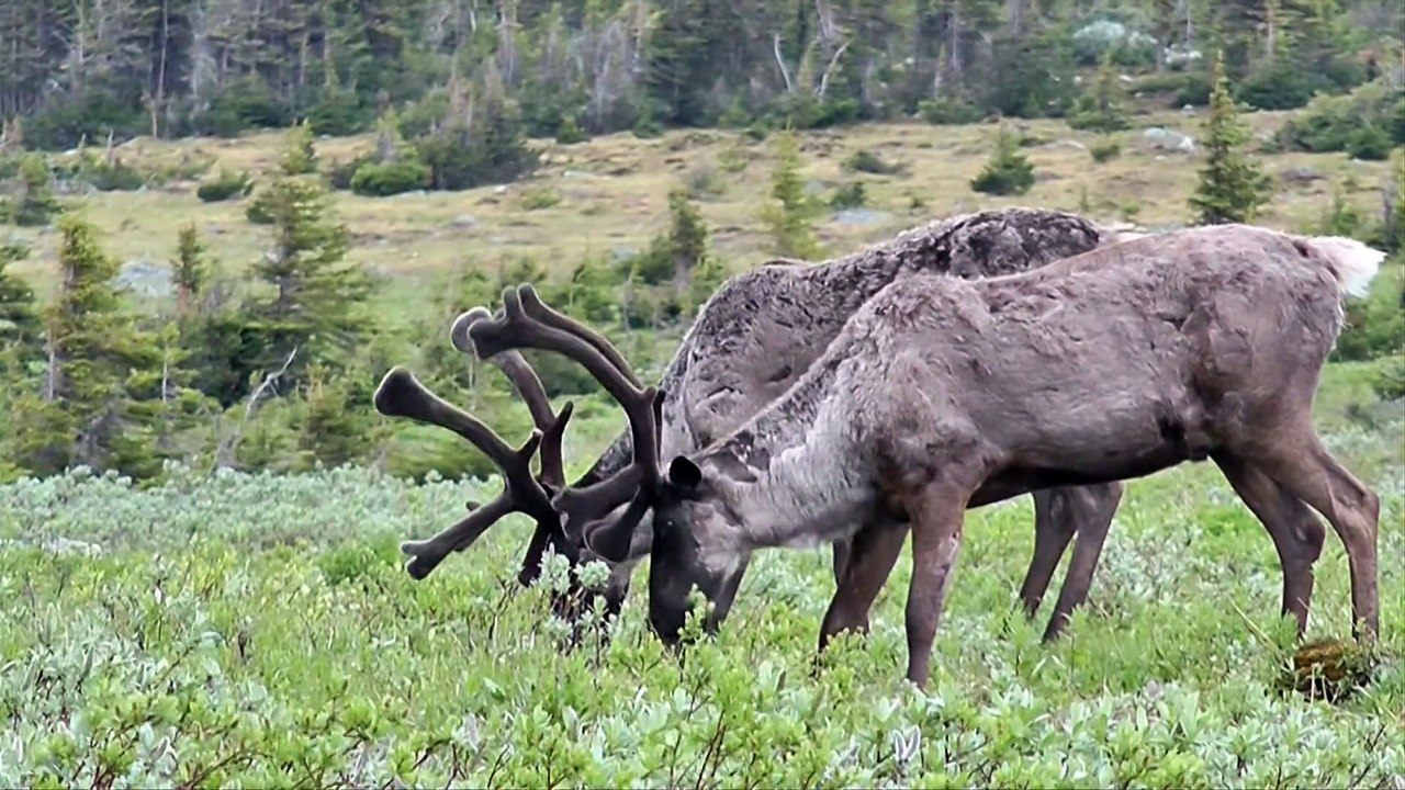 20 fev TOPO LPM Caribou exploitation forestiere bois