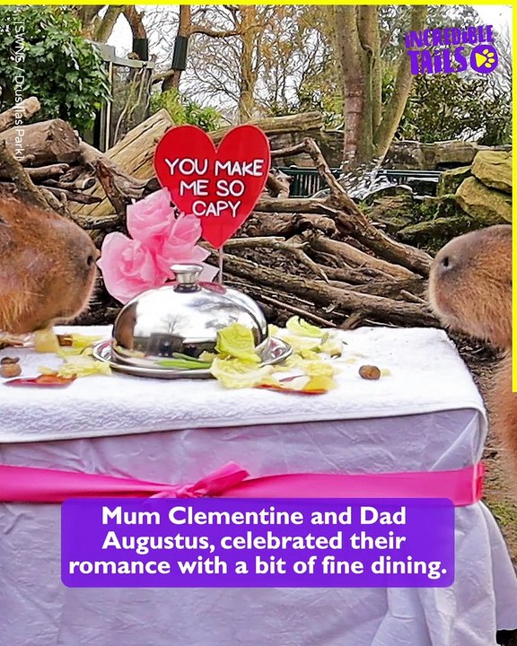 Cute and Cuddly: Adorable Baby Capybaras Exploring the World!