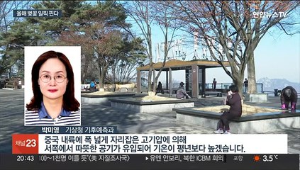 반짝 추위 풀리면 봄 시작…벚꽃 일주일 일찍 핀다