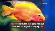 Mengenal Ikan Red Devil yang Pernah Jadi Masalah Serius di Danau Toba| SINAU