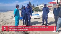 Tekirdağ sahilinde ölü caretta caretta bulundu