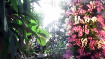 Jardin des Plantes-Serre tropicale 2023