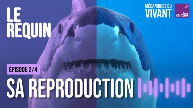 La reproduction : talon d'Achille des requins - Mécaniques du vivant, le requin épisode 2/4
