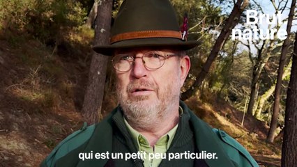 Pour sauver les crapauds, il a construit un "crapaudrome"