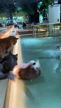 Ce chat calme tout le monde lors d'une baston