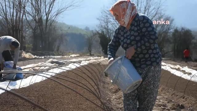 Aydın Karacasu'da Tütün Sezonu Başladı... Tütün Üreticisi: Böyle Olacağına Tamamen Bitirsinler Bu Tütünü, Biz de Başka İş Bakalım Kendimize