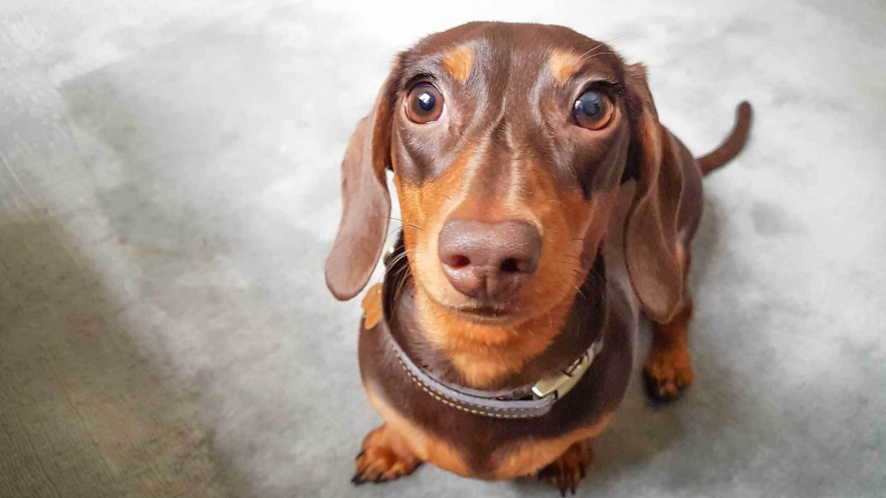 Nahrhaft oder giftig: Dürfen Hunde Paprika essen?