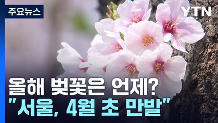 벚꽃 개화, 예년보다 4~7일 빠를 듯...제주 3월 20일 / YTN
