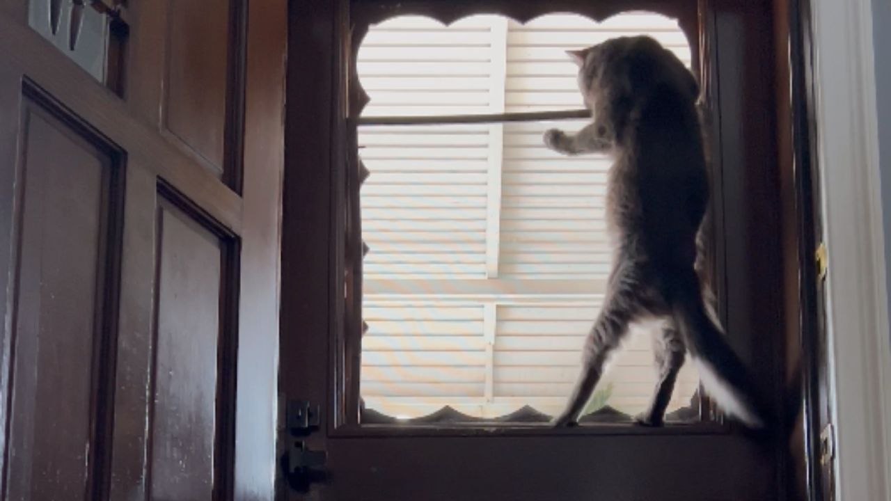 Ninja cat smartly seizes the 'window' of opportunity to escape from house