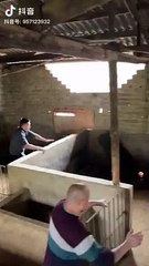 Màn rượt đuổi không khoan nhượng của chủ trang trại và chú heo “tập điền kinh” từ bé