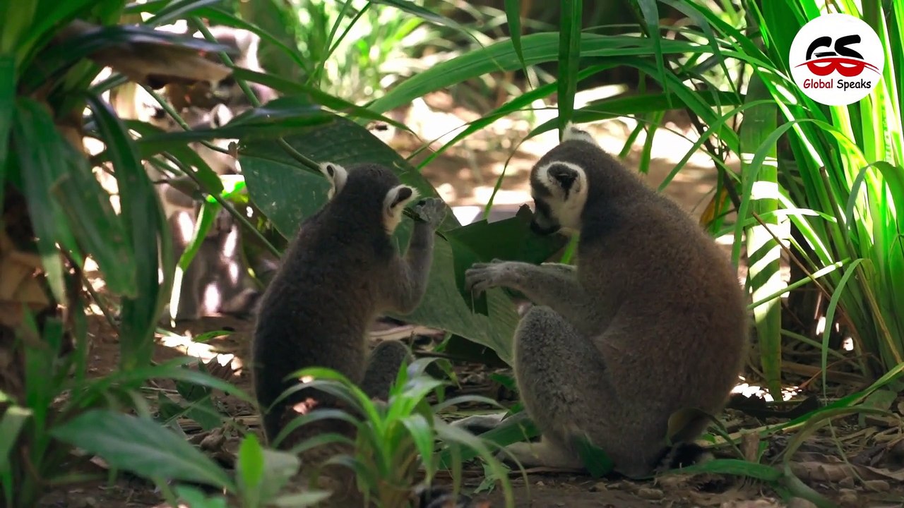 Facts About Amazon RainForest