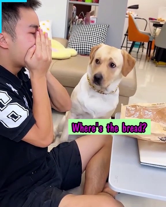 Smart dog with many tricks 