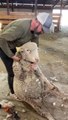 Satisfying sheep shearing