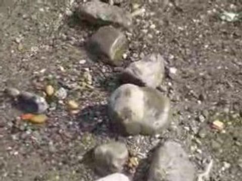 Mouettes rieuses sur fond d'Alpes.