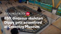 Dippy the diplodocus: 85ft dinosaur skeleton assembled at Coventry museum