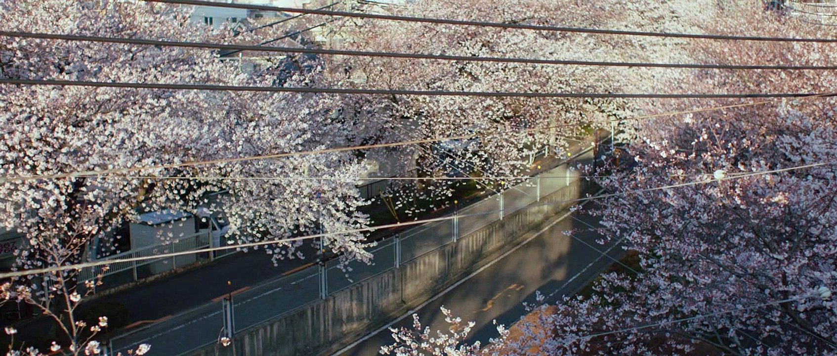 Kirschblüten und rote Bohnen (2015)