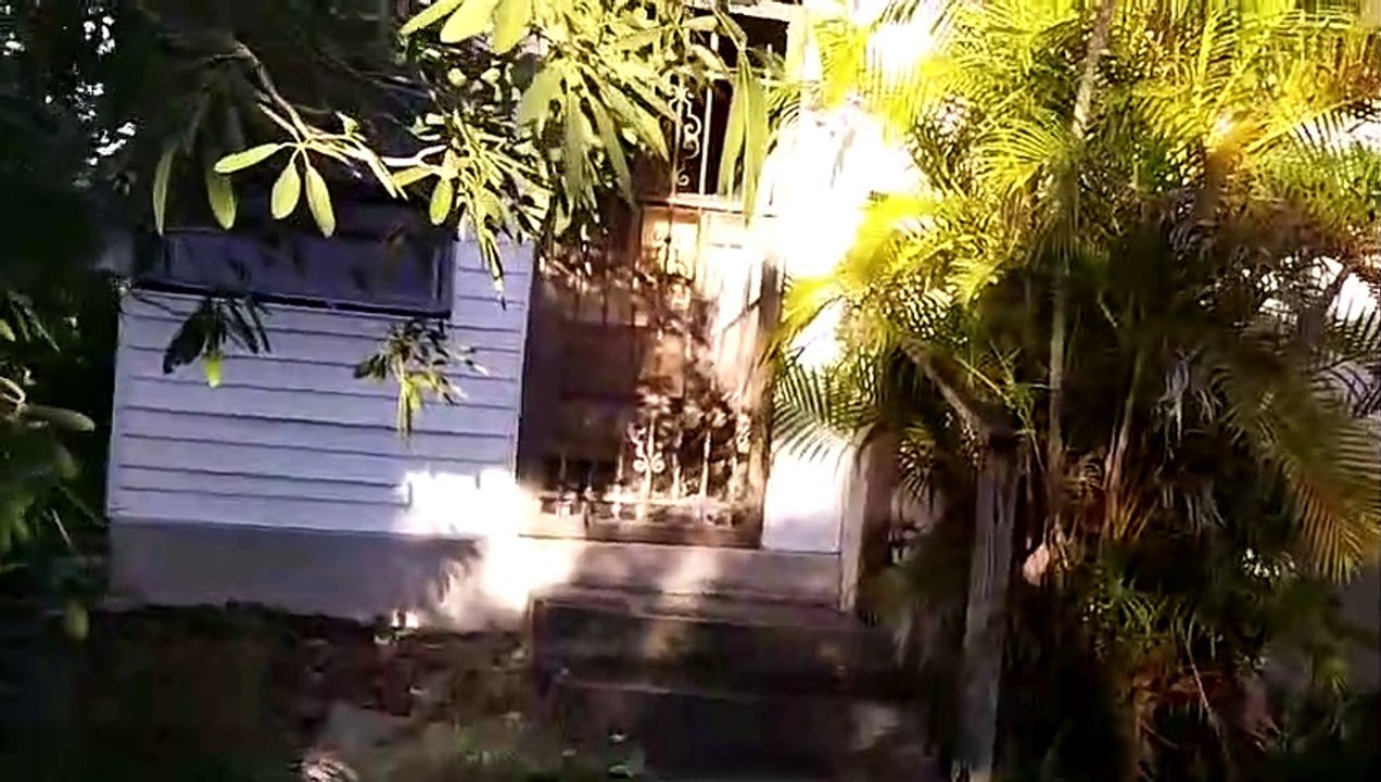 Il découvre un énorme essaim de guêpes