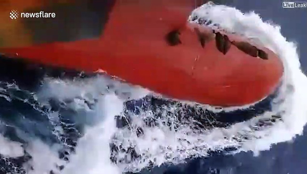 Ces lions de mer ont trouvé le spot parfait pour se reposer