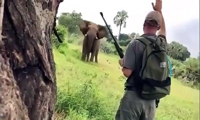 Ce guide stoppe un éléphant en pleine charge d'un simple geste de la main