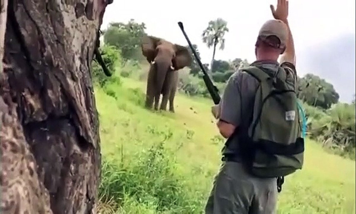 Ce guide stoppe un éléphant en pleine charge d'un simple geste de la main