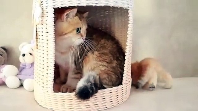 Mom Cat playing and talking to her Cute Meowing baby Kittens