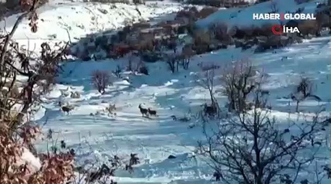 Depremler, yaban hayvanlarını da etkiledi! Malatya'da yaban keçilerinin olağanüstü hareketliliği...