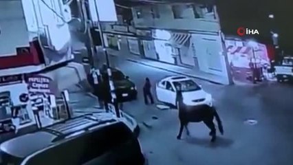 Meksika'da at süren kişi otomobile çarptı, sonra olay yerinden kaçtı
