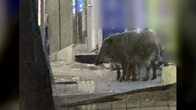 한밤중 도심 활보한 멧돼지 2마리...엽사가 사살 / YTN