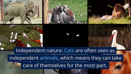 why cat are so much lovely