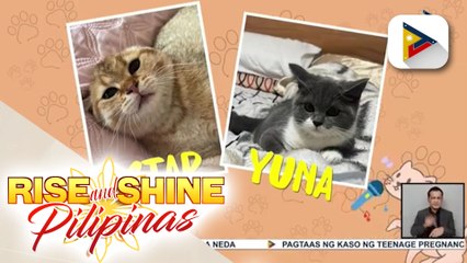 WEDNESDAY PETSDAY | TikTok cat duo Yuna & Star