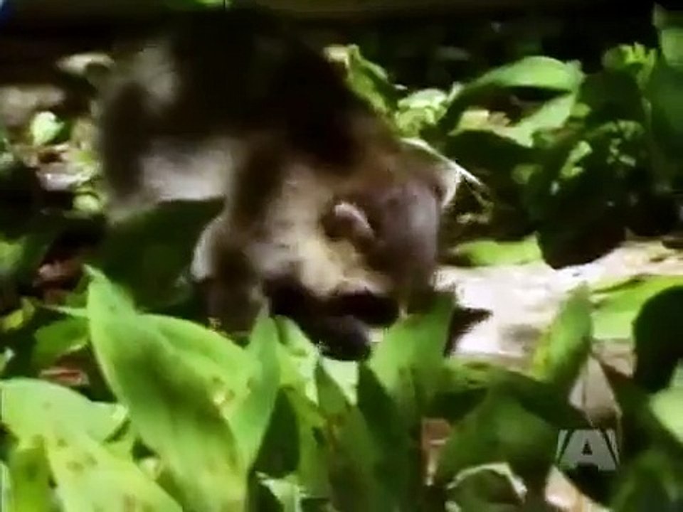 The Littlest Hobo - Se3 - Ep07 HD Watch