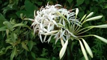 Spider Lily | Wild Spider Lily | White Spider Lily