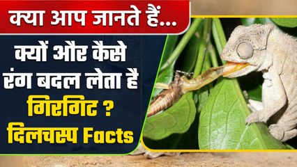 Chameleon Changes color: 'धोखेबाज गिरगिट' का रंग बदलना है Science, जानें क्या है? | वनइंडिया हिंदी