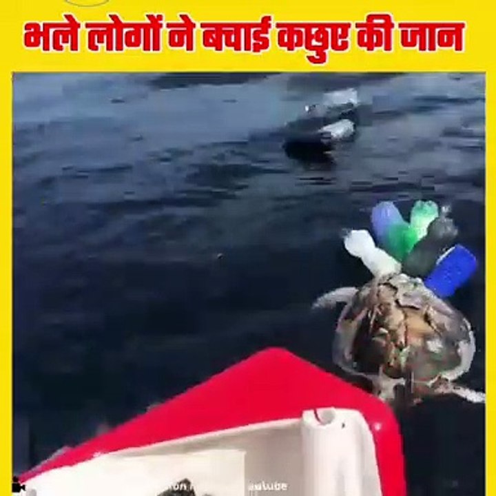 भले लोगों ने बचाई कछुए की जान