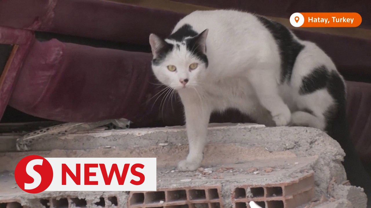 Residents try to coax pets from quake rubble