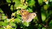 free footage butterfly plants green aesthetic